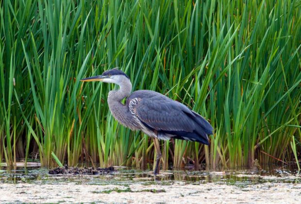 A Great Blue Heron standing in a marsh.