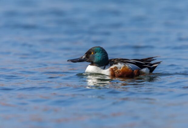 A Northern shoveler swimming.