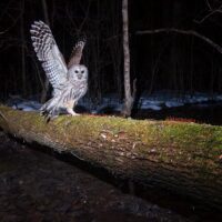 Mouvements nocturnes