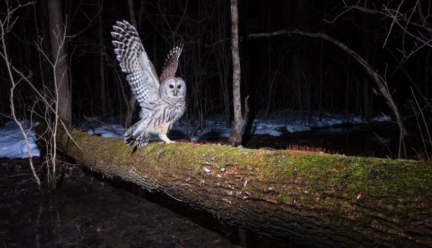 Mouvements nocturnes