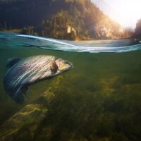 L’avenir des poissons