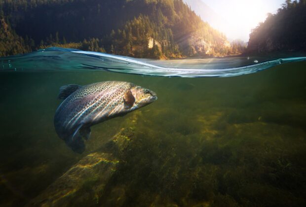 L’avenir des poissons