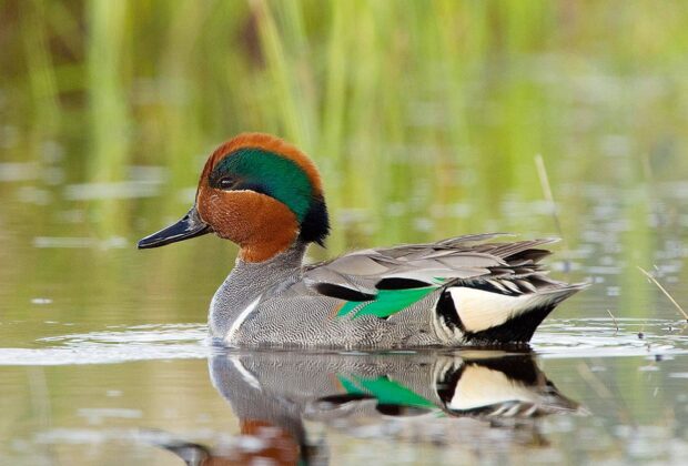 A Green-winged teal drake, swimming.