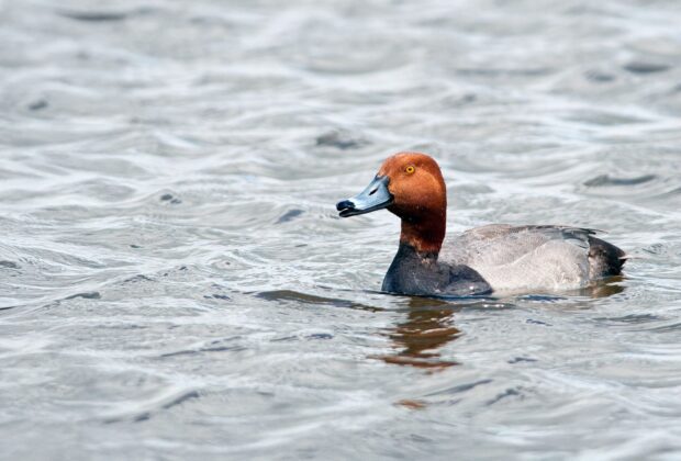 A redhead drake swimming.