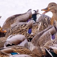 Canards colverts en mouvement