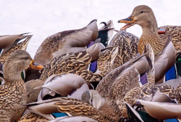 Canards colverts en mouvement