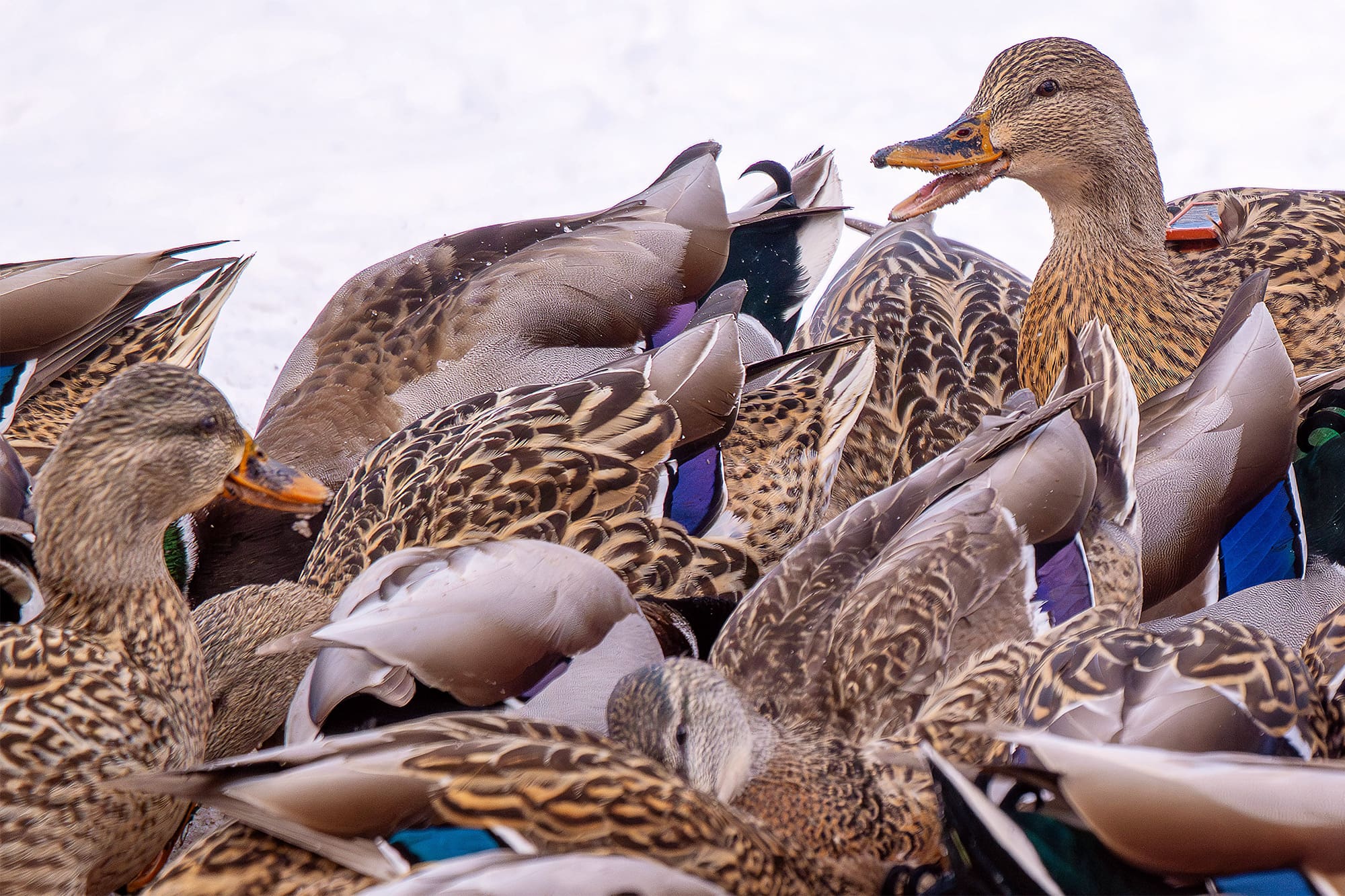 Appelant Canard Duck Commander – Mallard Drake – Neuf, Fabriqué Aux USA