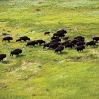 Conservation menée par les Autochtones