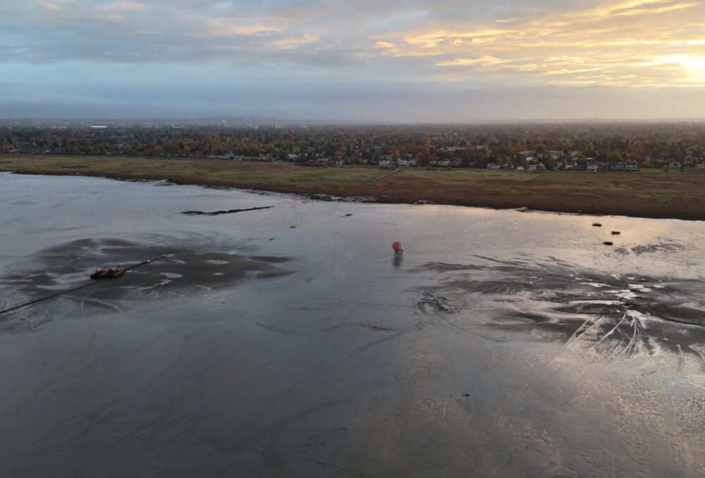 Deux monticules sont visibles au premier plan, là où les sédiments récupérés lors de travaux de dragage locaux ont été répartis le long de l’estran de Richmond, à l’ouest de la digue de Steveston. 
