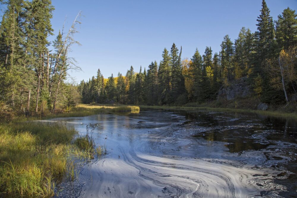 La forêt boréale : il est temps de valoriser les atouts naturels du Canada avant qu’il ne soit trop tard
