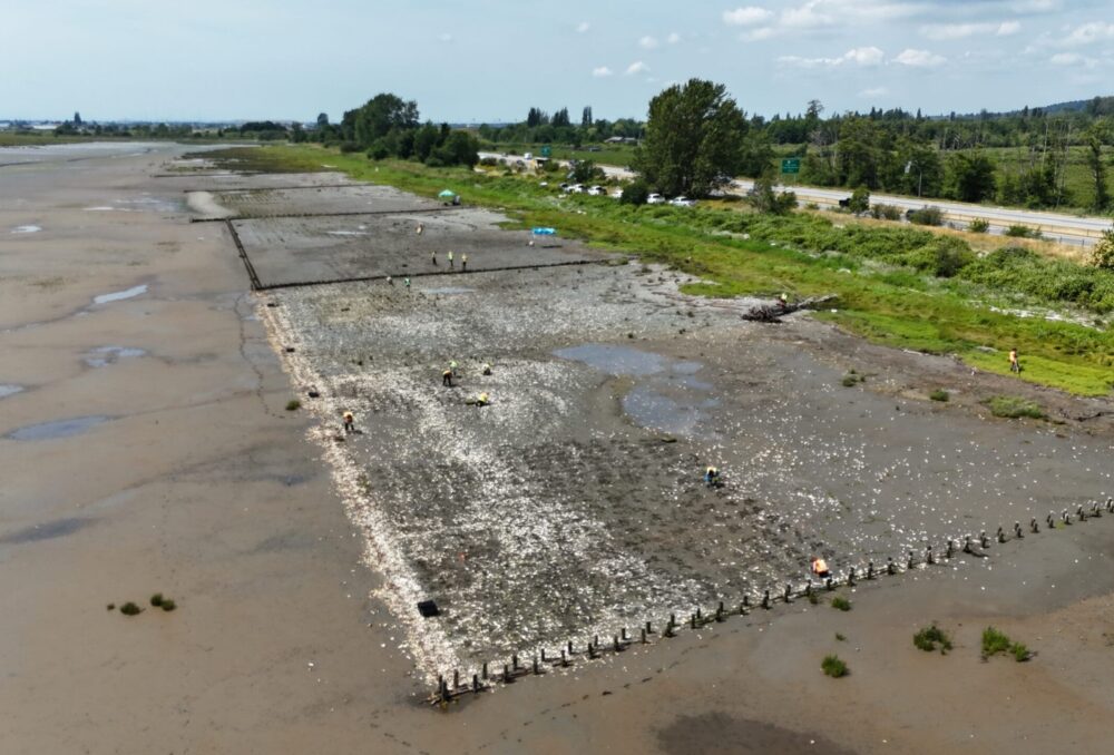 La digue vivante de Boundary Bay illustre le type d’infrastructure fondée sur la nature que permet la réutilisation des sédiments de dragage. Chacune des parcelles visibles sur cette image contient des sédiments de dragage récupérés, maintenus en place par diverses structures naturelles. Une surveillance continue permettra d’évaluer l’efficacité de chaque parcelle.