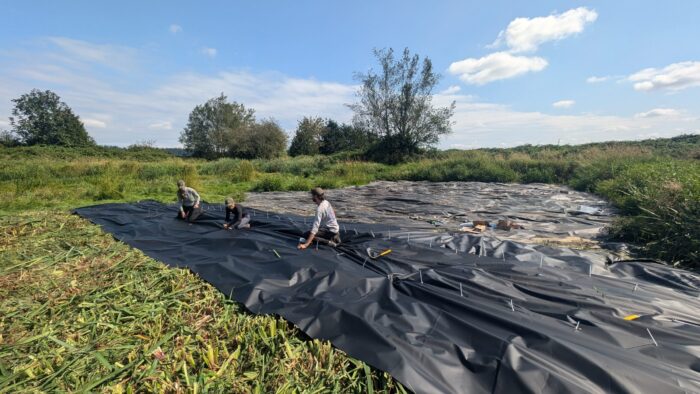 Le personnel de Canards Illimités Canada et du South Coast Conservation Land Management Program installe une nouvelle barrière benthique dans la zone de gestion de la faune de Serpentine, à côté d’une bâche installée un an plus tôt. L’iris jaune, une espèce envahissante, avait envahi la zone. Les tiges des plantes sont coupées à la base et la barrière benthique est placée par-dessus pour arrêter leur croissance. 