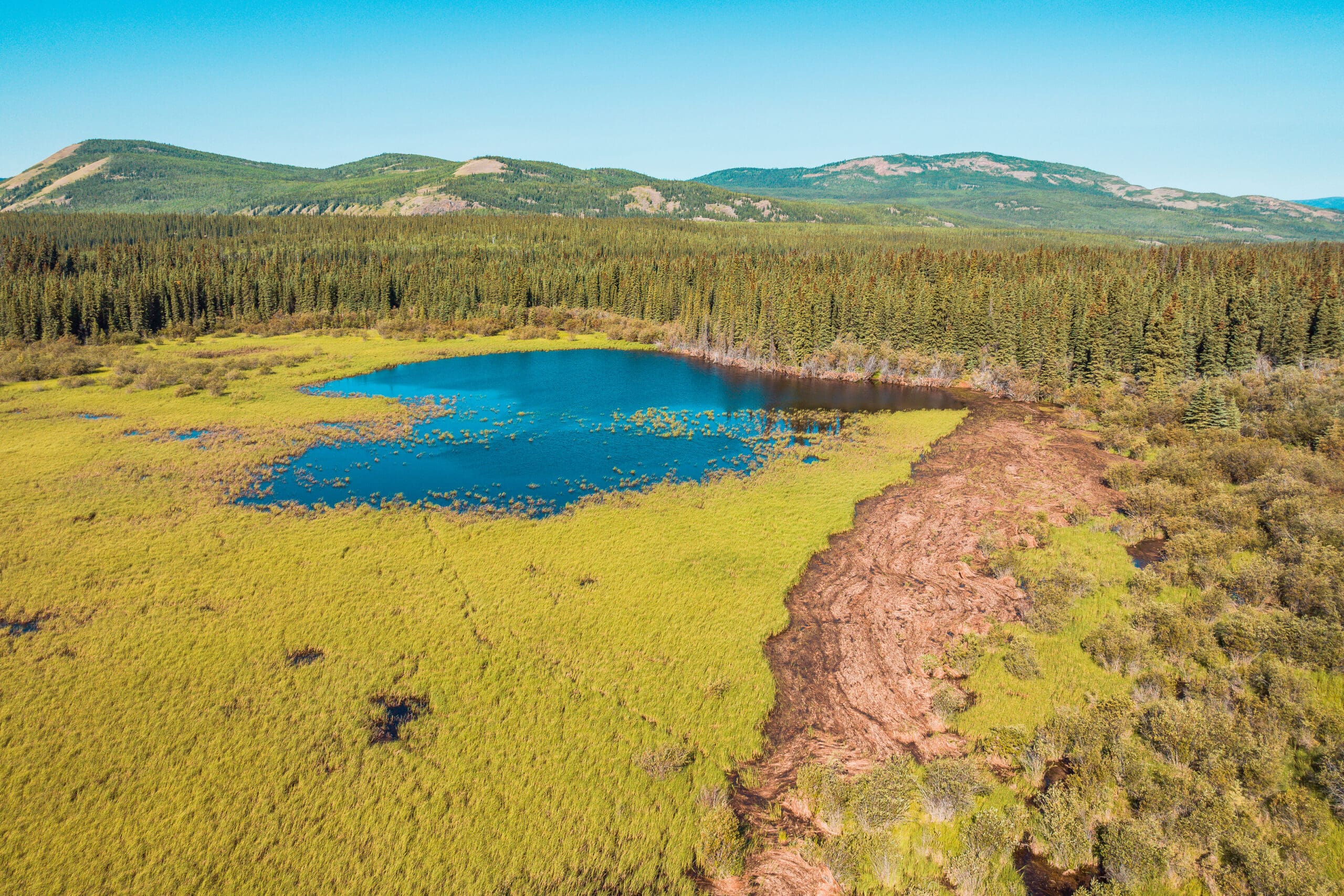 A scenic boreal wetland in the Yukon.