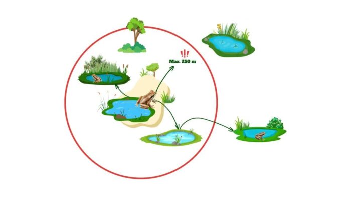 Le concept de connectivité entre les habitats favorables pour la rainette faux-grillon.