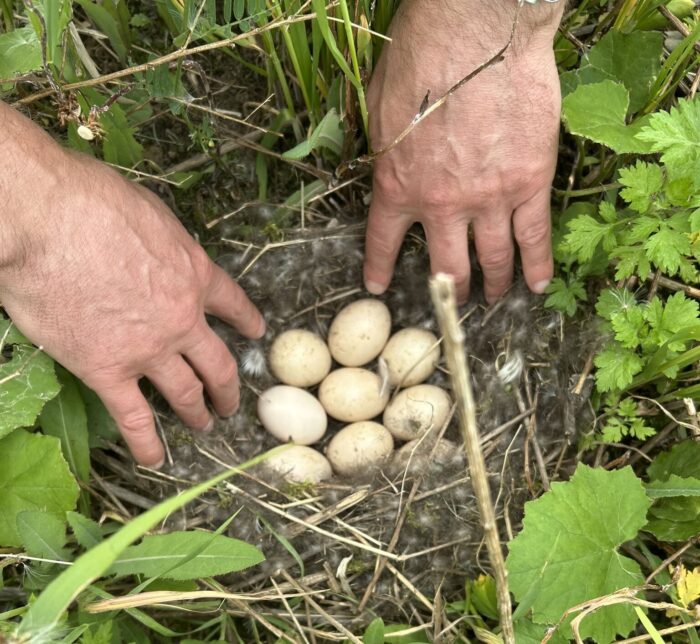 Un nid de sarcelles à ailes bleues retrouvé sur le site.