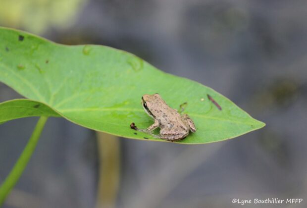 Donnons un coup de main à la rainette faux-grillon de l’Ouest
