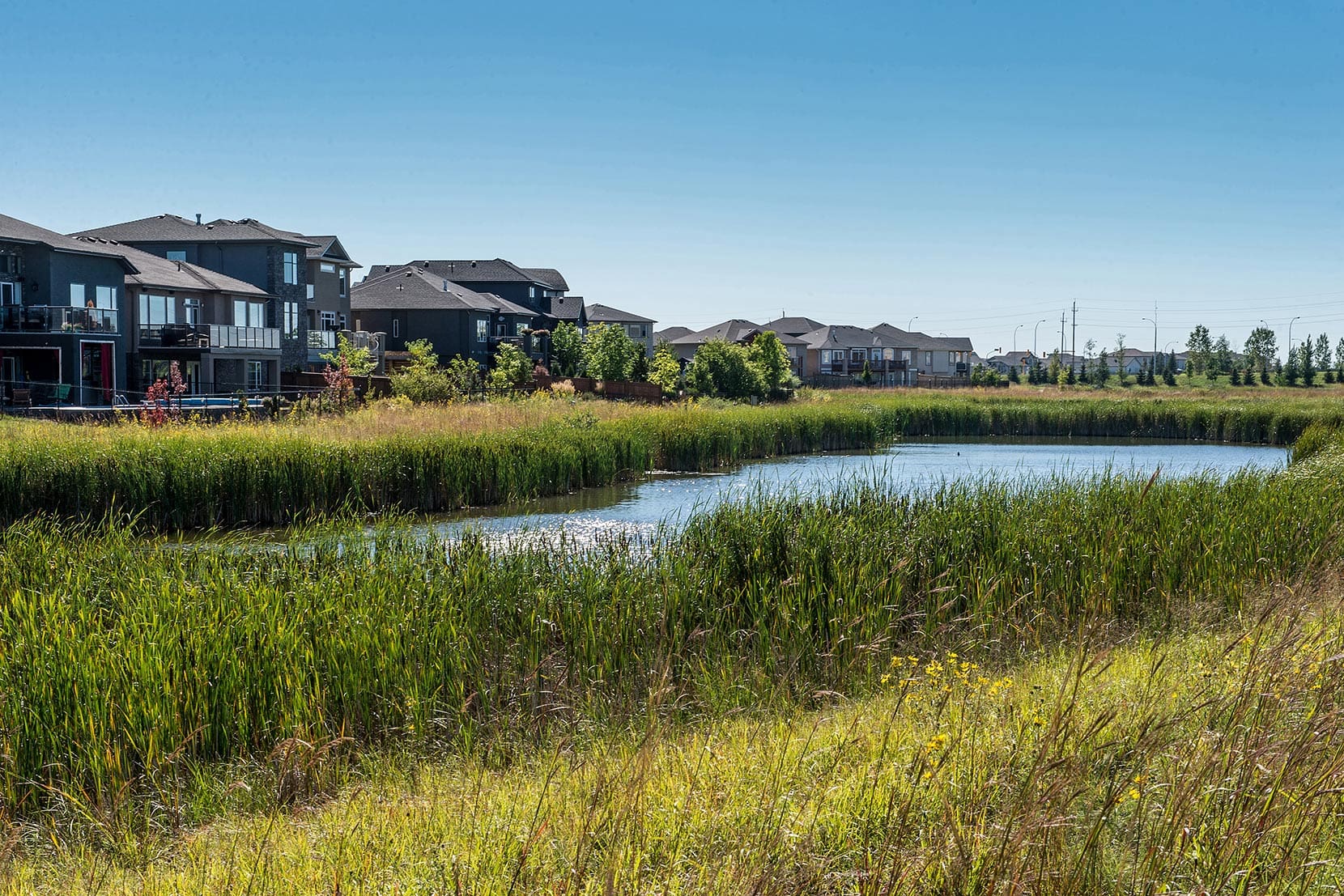 Milieux humides aménagée grâce à l'expertise de Native Plant Solutions