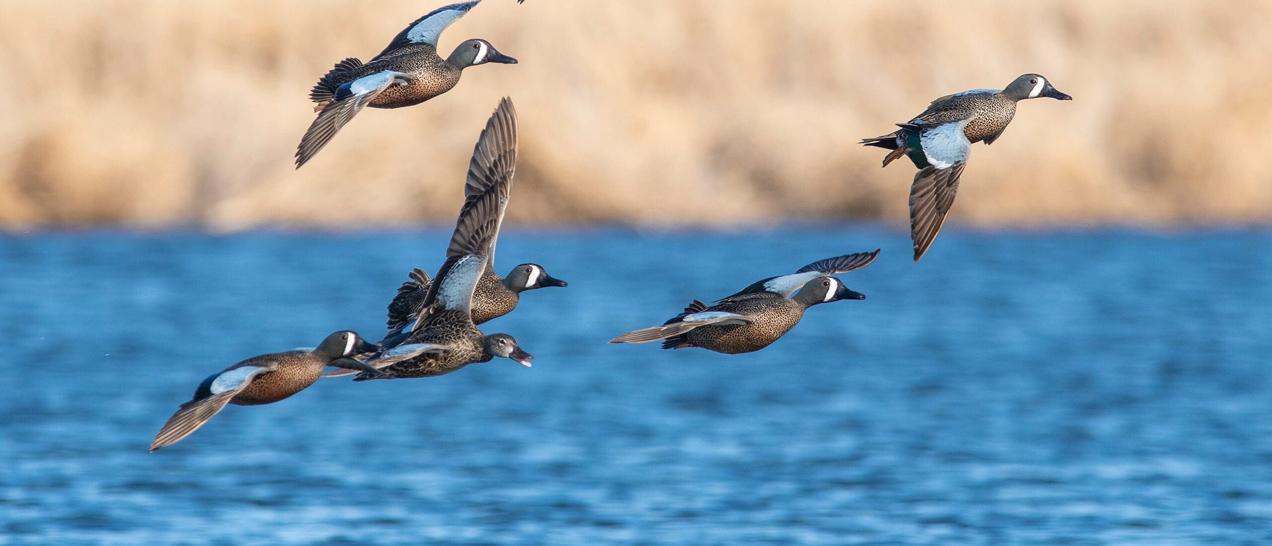 A person playing shinny on a pond and taking a shot.