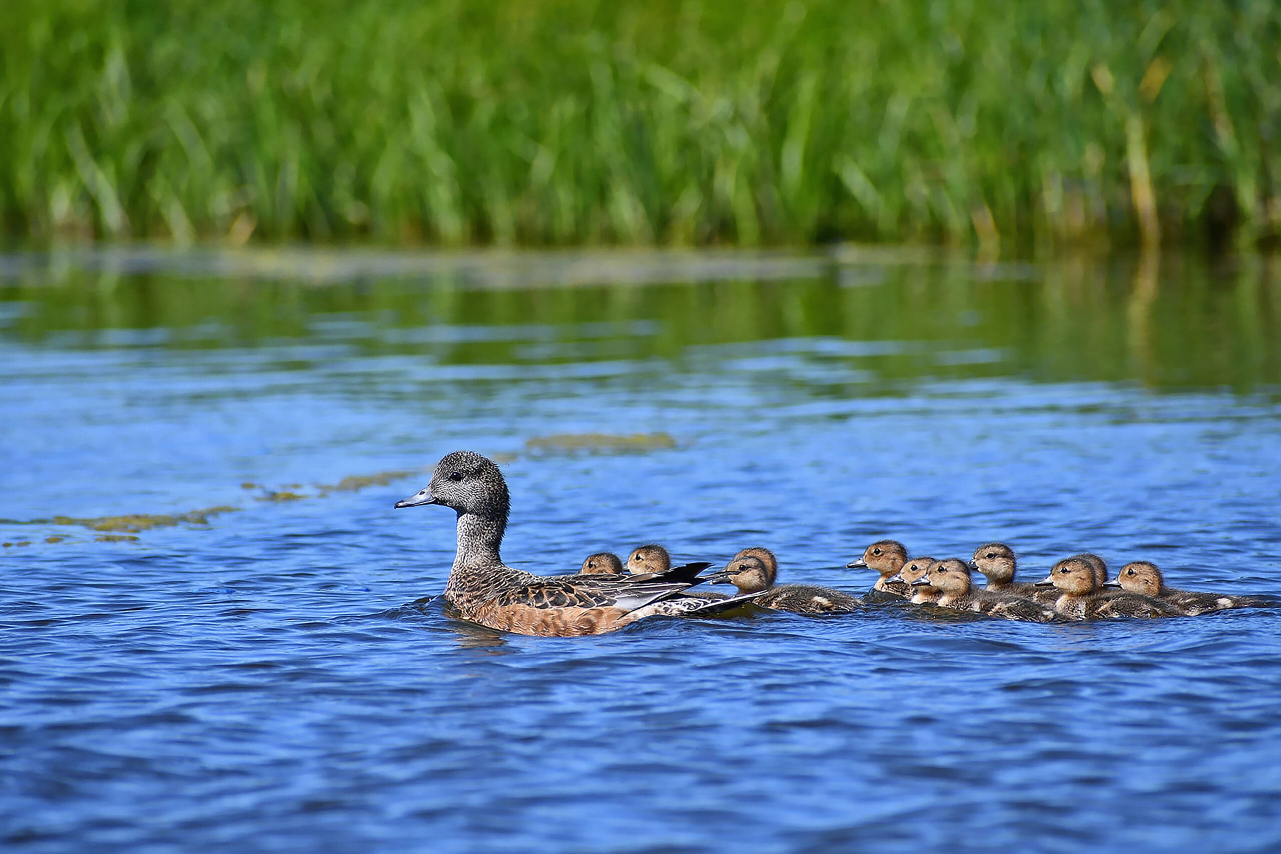 Un groupe de canards colverts sur la rivière Carp