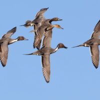 Guide gratuit d’identification de la sauvagine de Canards Illimités Canada