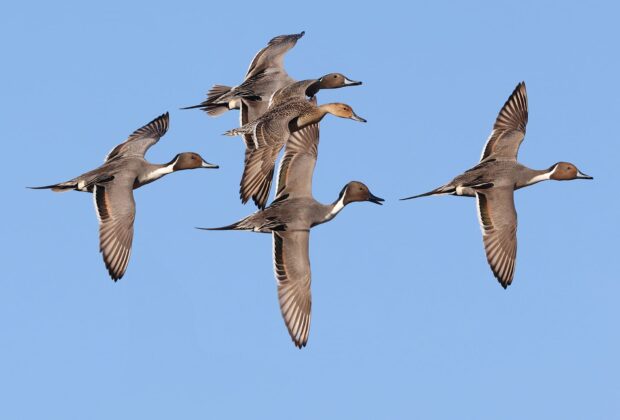 Comment les canards naviguent-ils les longues distances lors de la migration ?