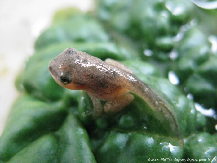 Rainette faux-grillon