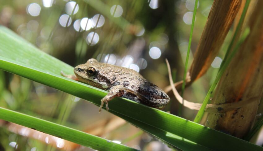 Les amphibiens des milieux humides