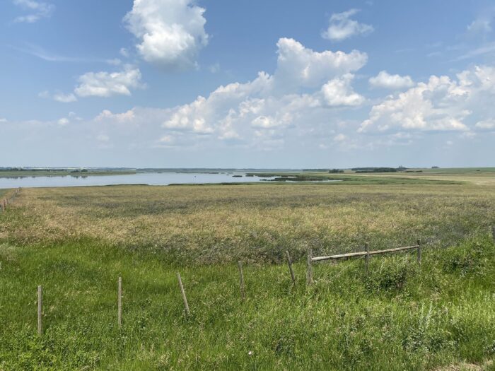 Champ de fourrage dans le cadre du projet de Canards Illimités Canada, Lakusta en Alberta.