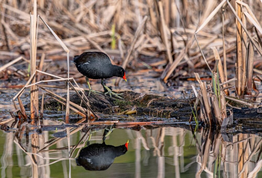 La gallinule d'Amérique dans son habitat.