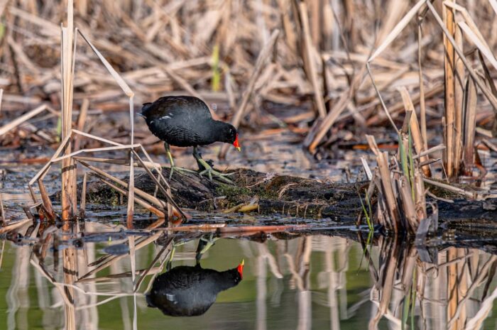 La gallinule d'Amérique.