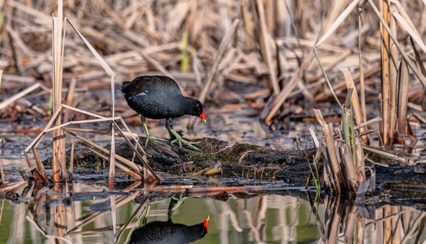 Les oiseaux méconnus des marais québécois