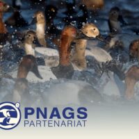 Le Plan nord-américain de gestion de la sauvagine a 40 ans