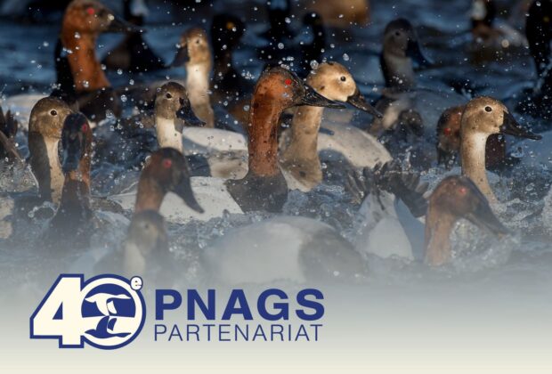 Le Plan nord-américain de gestion de la sauvagine a 40 ans