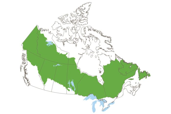 Les activités de CIC dans la forêt boréale canadienne s’étendent du Yukon à Terre-Neuve, une zone qui couvre près de 526 millions d’hectares.