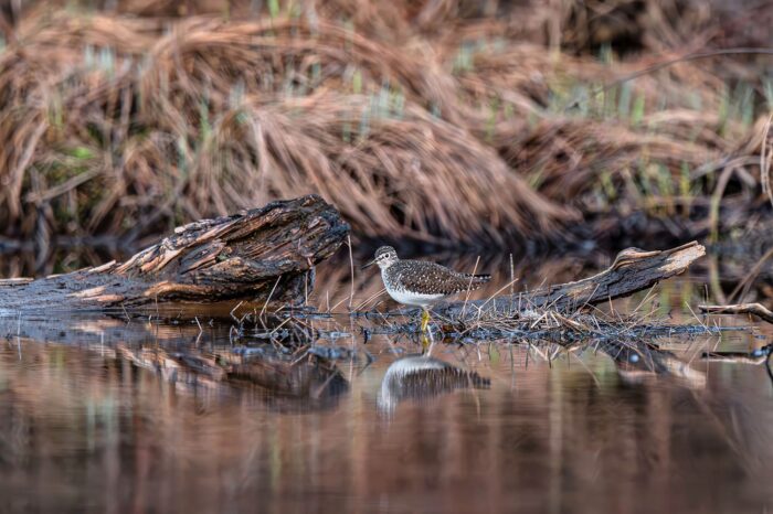 Le chevalier solitaire, un oiseau migrateur de la famille des limicoles.