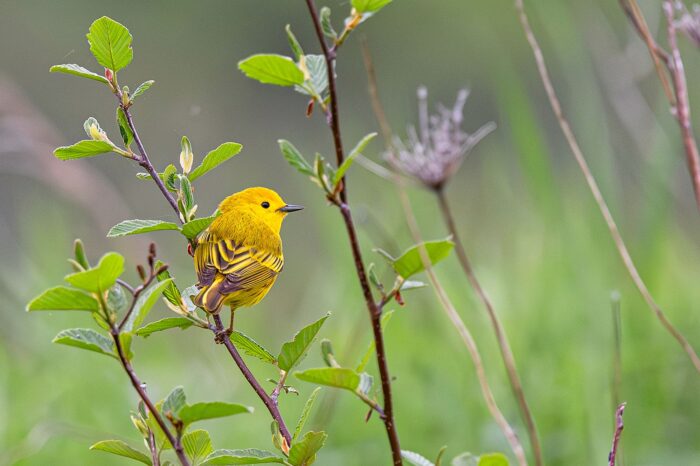 La paruline jaune qui parcourt chaque année des milliers de kilomètres pour revenir au Québec.