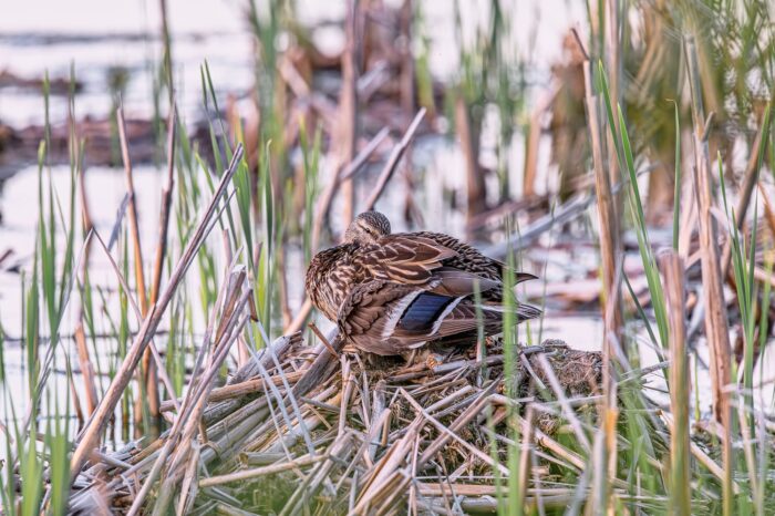 Maman canard colvert sur son nid.