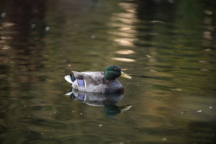 Canard colvert photographié en plongée.