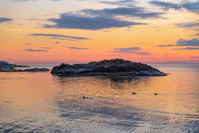 Des eiders à duvet sur le fleuve Saint-Laurent au lever du soleil.