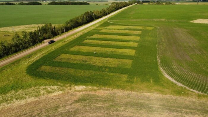 Site d’essai fourrager près d’Olds, en Alberta, où l’on examine la production de différentes variétés de fourrage dans des zones humides/salines. 