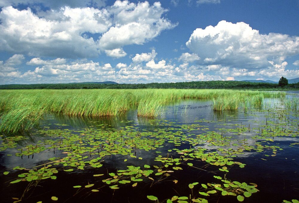 Milieux humides, Lac Megantic, Québec.