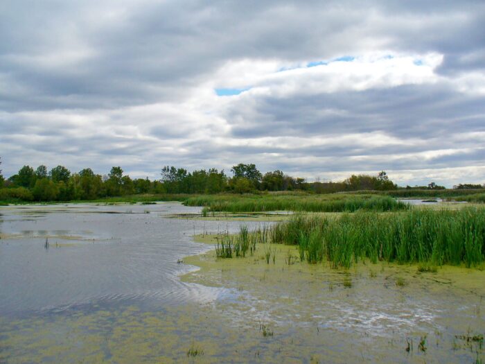 Marais Hillman (sud de l'Ontario).