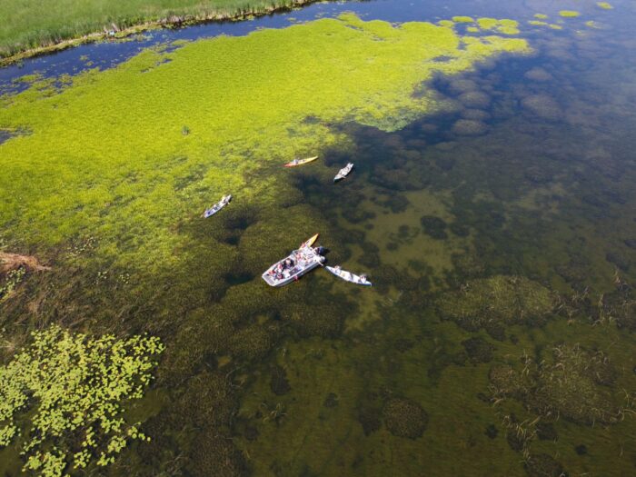 Vue aérienne d’une prolifération de roseaux communs au lac Simcoe, en Ontario.