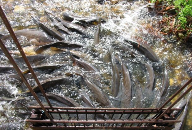 L’impact des espèces envahissantes sur la pêche