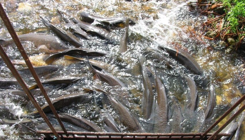 L’impact des espèces envahissantes sur la pêche