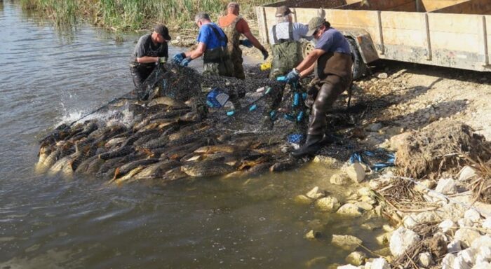 Des pêcheurs professionnels remontent un filet rempli de carpes communes du côté du lac de l'ouvrage de Fish Creek.