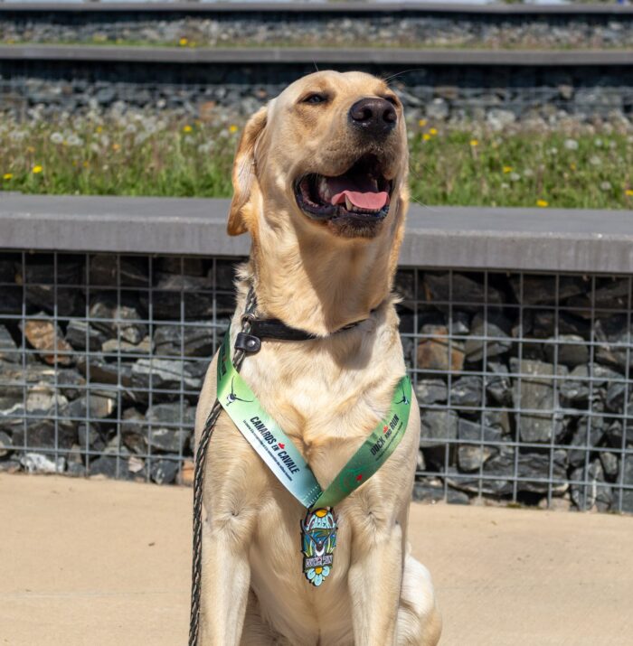 Rip, le chien de Brandon participant à Canards en Cavale, avec sa médaille.