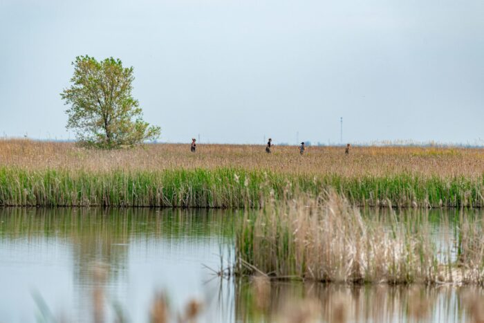 Canards en Cavale 2026 à Oak Hammock Marsh, au Manitoba.