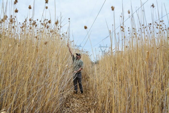 Matt Bolding au milieu des roseaux communs, participant à la migration des papillons de nuit entre deux sites de lutte biologique.