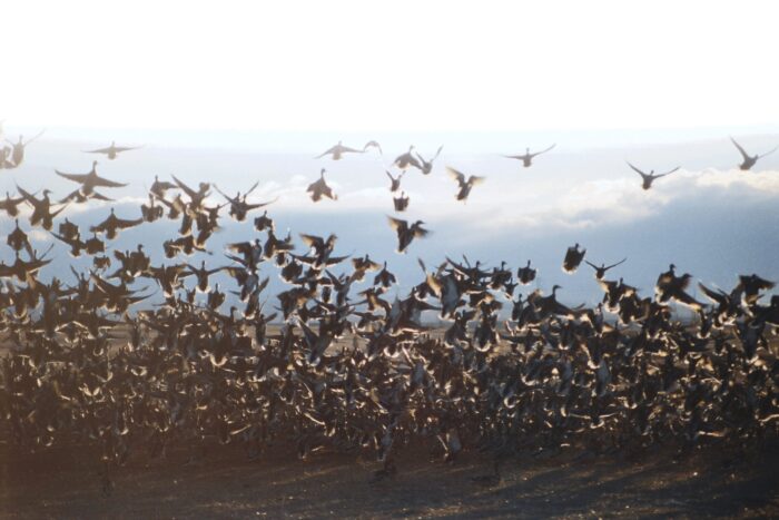 Des canards prenant leur envol.